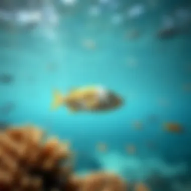 Magnificent Exploring the Coral Reef Ecosystem in the UAE: A Focus on Remora Species