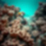 Exploring the Coral Reef Ecosystem in the UAE: A Focus on Remora Species Introduction