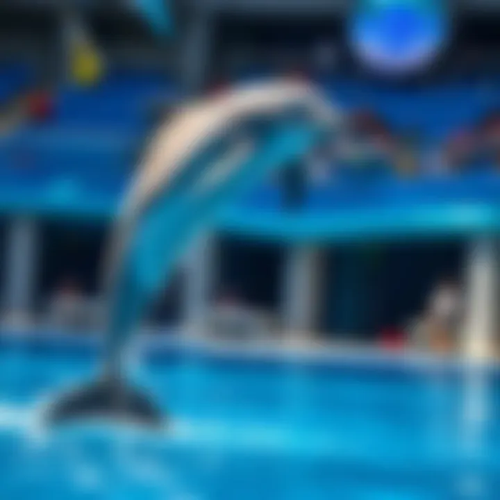 Dolphins performing an acrobatic leap during a captivating show