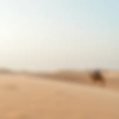 Desert Beauty in the Winter Months Sandy desert landscape under a clear winter sky